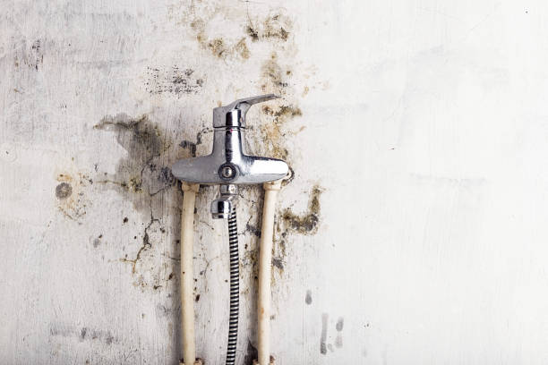 Best Residential Mold Removal  in Kaufman, TX