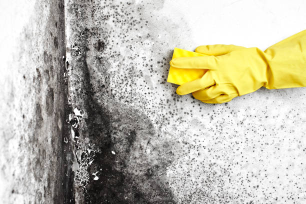 Best Mold Remediation  in Kaufman, TX
