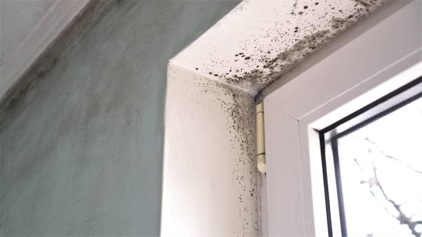 Best Crawl Space Mold Removal  in Kaufman, TX