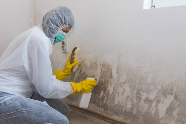Kaufman, TX Mold Removal Company