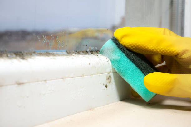 Best Office Mold Removal Services  in Kaufman, TX