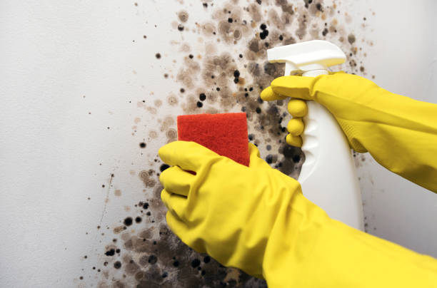 Best Mold Testing  in Kaufman, TX