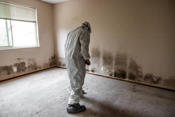 Best Local Mold Removal Service  in Kaufman, TX
