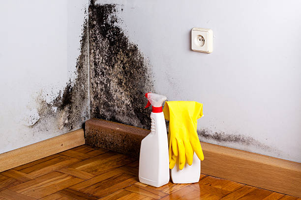 Best Fast Mold Removal  in Kaufman, TX