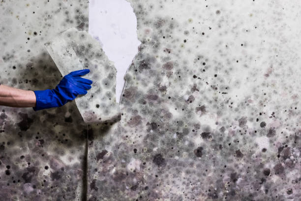 Best Same-Day Mold Removal  in Kaufman, TX